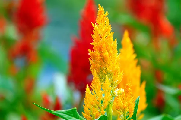 ご確認や用】 黄色と赤の花のつる植物 （夏の花20選！ガーデニング 