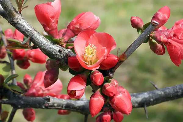 寒ボケ白花 樹高10cm 盆栽 ボケ(木瓜) 白寿の盆栽を販売｜盆栽妙 –
