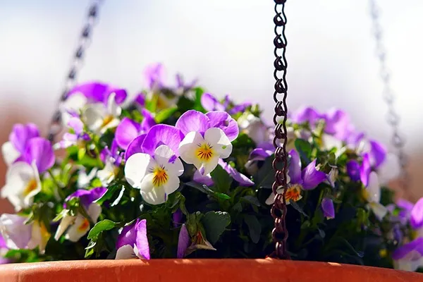 冬花 冬の花12選 色別と特徴も紹介 | 全国ガーデン情報サイト「お庭の窓口」