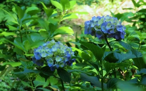 アジサイ(浄智寺参道)