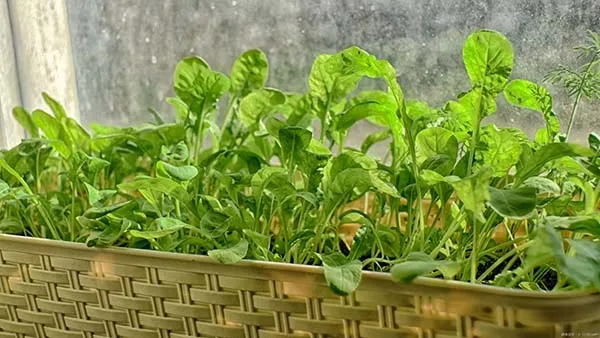 【家庭菜園】ルッコラの育て方|プランター栽培や露地栽培・水耕栽培の方法を解説