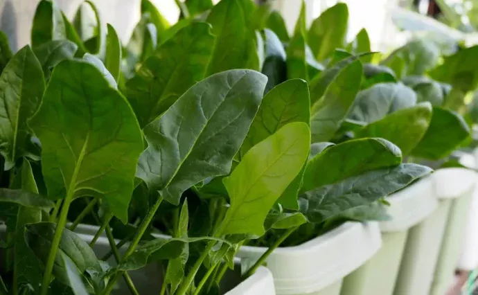 ホウレンソウの育て方｜初心者でも甘くておいしく育てるコツ