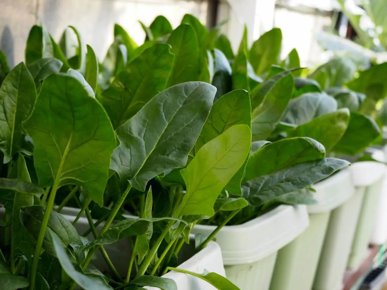 ホウレンソウの育て方｜初心者でも甘くておいしく育てるコツ