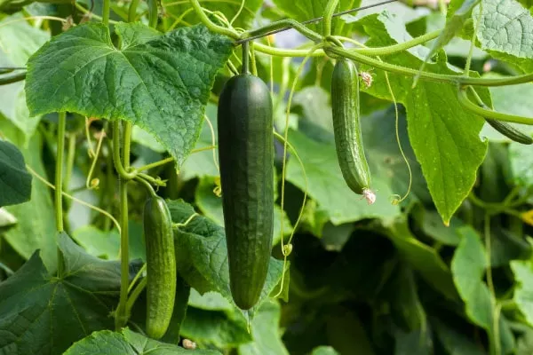 【家庭菜園】キュウリに合う肥料や追肥のタイミング、肥料過多・不足のサインとは?