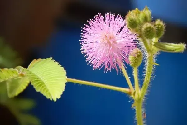 つつくと眠る?可愛いおじぎ草の育て方