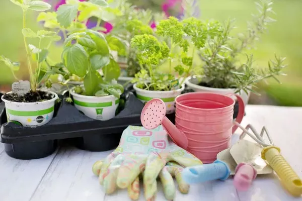 そもそもハーブとはどんな植物?