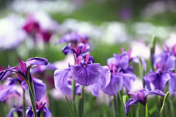 花菖蒲(ハナショウブ)の育て方は?似た花との違いやお手入れのコツ、増やし方