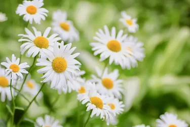 可憐に冬の庭を彩る！冬に咲く花23選｜育て方や管理のポイントは