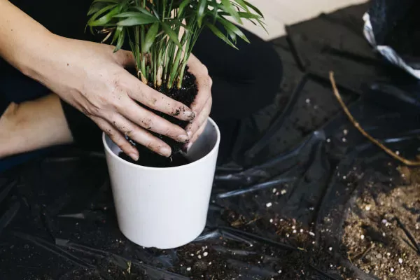 購入前にチェック|観葉植物の選び方