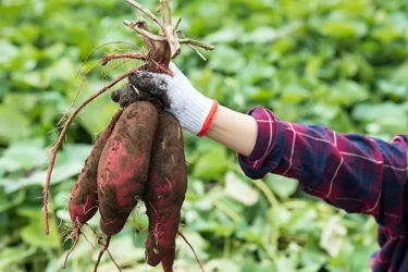 200本6月中旬発送分茨城県産紅はるかさつまいも苗ウイルスフリー