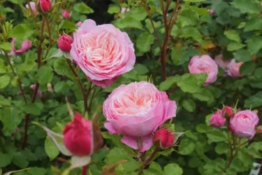 Labyrinth バラの迷宮 pickup136『ピルエット』