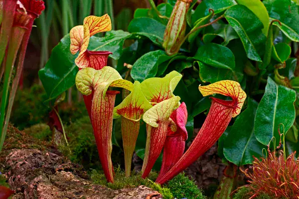 食虫植物おススメ5選｜基礎知識や育て方などもご紹介 | 植物と