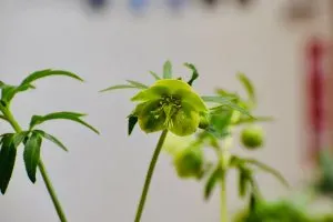 クリスマスローズ