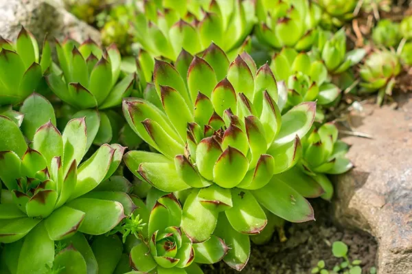 多肉植物】 センペルビウムの育て方とは?増やし方や植え替え 多肉植物】 センペルビウムの育て方とは?増やし方や植え替え