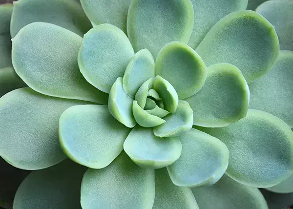 多肉植物】 【エケベリアの育て方】植え替えなどポイントをご 多肉植物】 【エケベリアの育て方】植え替えなどポイントをご
