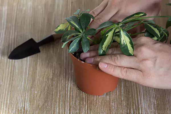 観葉植物】 【カポック(シェフレラ)の育て方】剪定や植え替え 観葉植物】 【カポック(シェフレラ)の育て方】剪定や植え替え