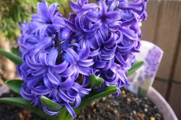 ハスの育て方|植え付け、株分け、花を長く咲かせるポイントは