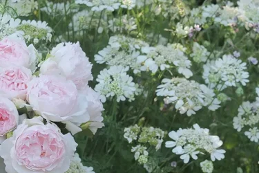 Labyrinth バラの迷宮 pickup139『マーサ』