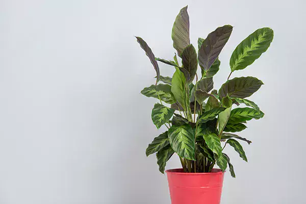 観葉植物】 カラテアの育て方｜植え替えや水やりの方法などご