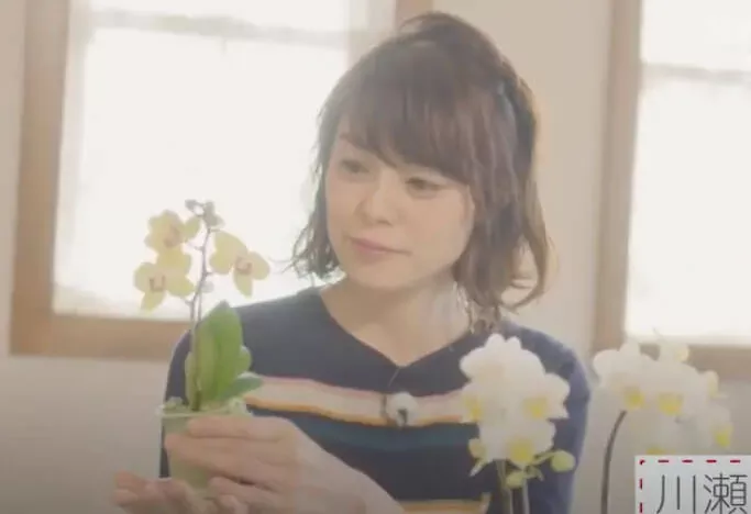 【動画で学ぶ】コンパクトなコチョウランで室内をオシャレに!