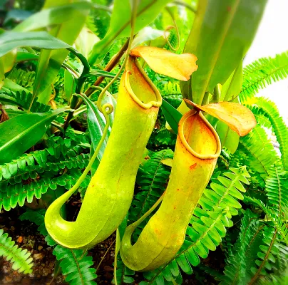 食虫植物おススメ5選｜基礎知識や育て方などもご紹介 | 植物と