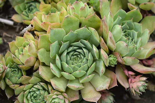 多肉植物】 センペルビウムの育て方とは?増やし方や植え替え 多肉植物】 センペルビウムの育て方とは?増やし方や植え替え