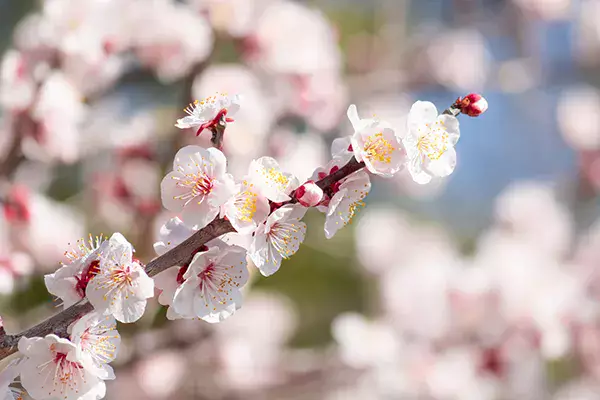 可憐に冬の庭を彩る!冬に咲く花23選|育て方や管理のポイントは 可憐に冬の庭を彩る!冬に咲く花23選|育て方や管理のポイントは
