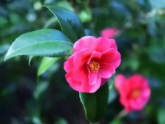 冬花 Maintenance of flowers that bloom in winter | Picking dead flowers