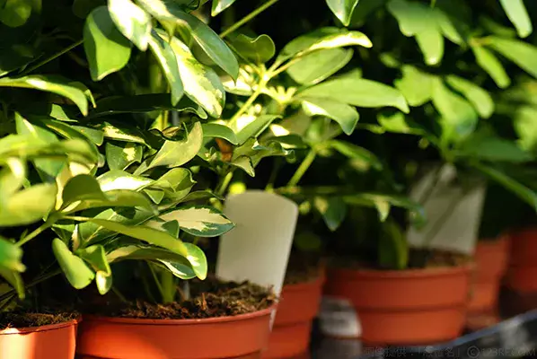 観葉植物】 【カポック（シェフレラ）の育て方】剪定や植え替え