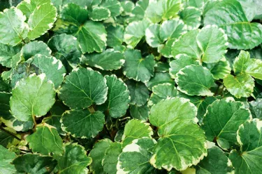 【観葉植物】 ポリシャスを育てるコツは?剪定や植え替え方法など徹底解説