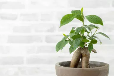 【観葉植物】ガジュマルの育て方|苗の選び方、夏越えや冬越えの方法、葉を落としてしまう原因などご紹介