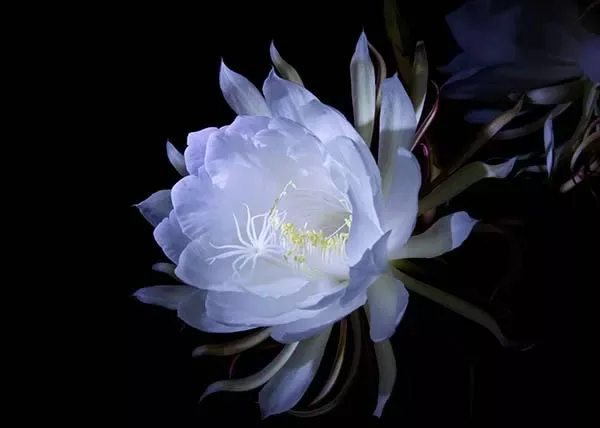 月下美人の育て方|花を咲かせるための栽培のポイント