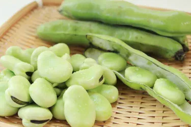 【家庭菜園】 種まきからでも簡単に育つ!ソラマメの育て方のコツ