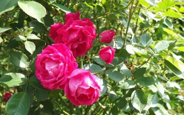 Labyrinth バラの迷宮 pickup188『ファースト フロスト』 | 植物と