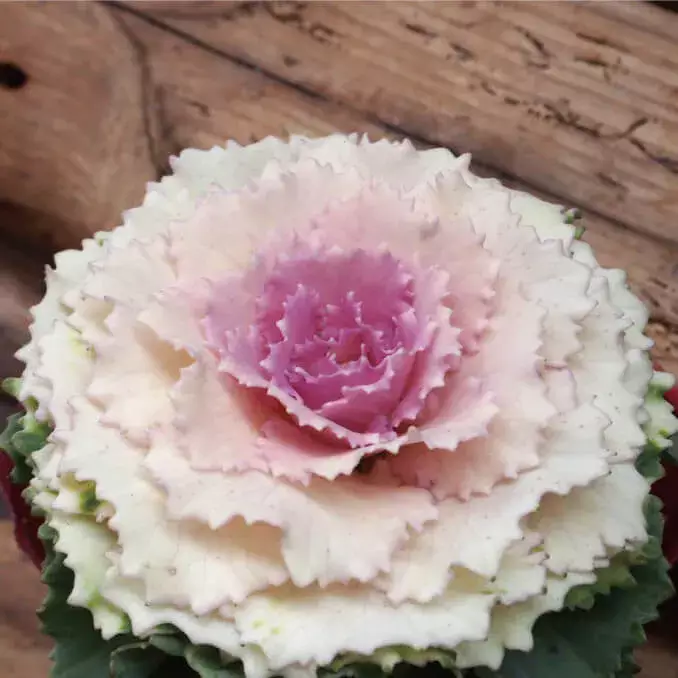 ハボタンの育て方】冬のガーデニングの強い味方！葉牡丹（ハボタン）を