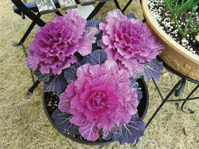 ハボタンの育て方】冬のガーデニングの強い味方！葉牡丹（ハボタン）を