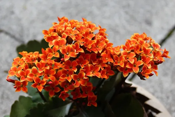 カランコエの育て方とは?剪定や植えかえの時期や方法についてご カランコエの育て方とは?剪定や植えかえの時期や方法についてご