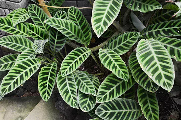 カラテア　色々 葉の模様が美しいカラテアの種類を一挙紹介！| 観葉植物の基礎