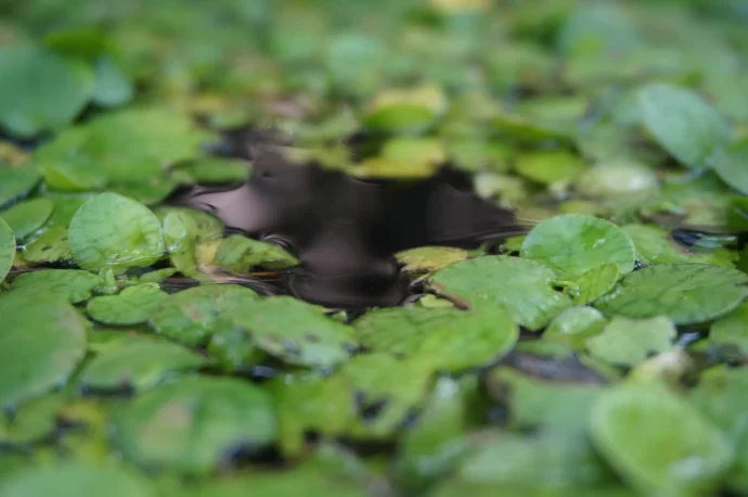 自然の生態系をおうちで観察できる!?今話題の「ビオトープ」の育て方