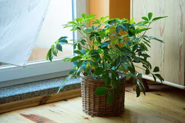 【観葉植物】 【カポック(シェフレラ)の育て方】剪定や植え替え方法をご紹介!