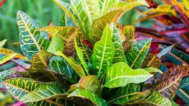 【観葉植物】クロトンの育て方| 失敗しない育て方や季節ごとのポイントについてご紹介します!