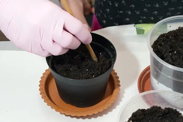 多肉植物】 センペルビウムの育て方とは?増やし方や植え替え 多肉植物】 センペルビウムの育て方とは?増やし方や植え替え