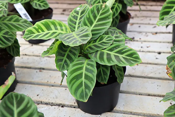観葉植物】 カラテアの育て方｜植え替えや水やりの方法などご