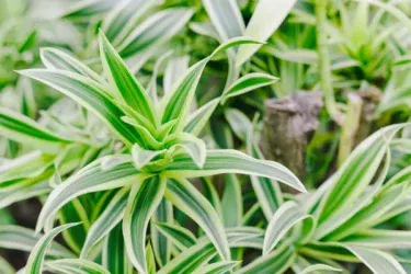 【観葉植物】 室内でも育てやすいドラセナ(幸福の木)の育て方とは?育てる場所などをご紹介!