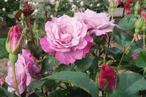 春（3〜5月） | 植物とあなたをつなぐPlantia