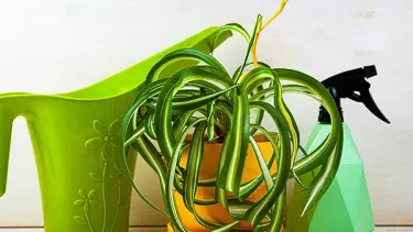 【観葉植物】 【オリヅルランの育て方】|冬越しや植え替えについてご紹介します