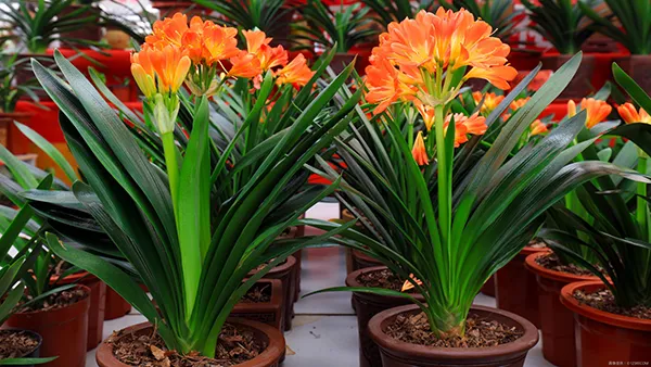 観葉植物】 【クンシランの育て方】｜失敗しない育て方について
