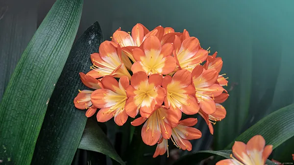 クンシラン オレンジ色 多数の花 開花終了 クンシラン オレンジ色 多数