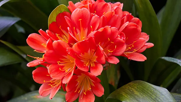 クンシラン　縞　交配種 観葉植物】 【クンシランの育て方】｜失敗しない育て方についてご紹介