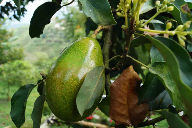 果樹栽培】【アボカドの育て方】|種から発芽させてアボカドを栽培